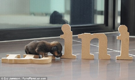 Đùa nghịch cùng các đồ vật nhỏ