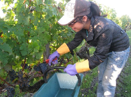 Thu hoạch nho – Công việc khá vất vả nhưng lương cao