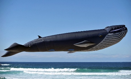 Cá voi khổng lồ đang... bay