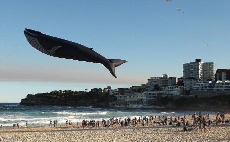 Một chú Gấu Teddy sắp được cất cánh