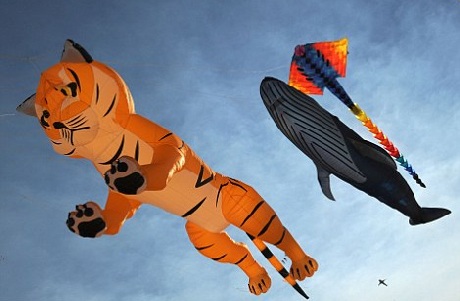 Chúa sơn lâm giờ cũng được du ngoạn trên trời