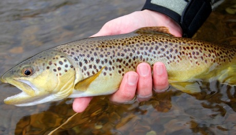 Một con cá hồi (ảnh minh họa)