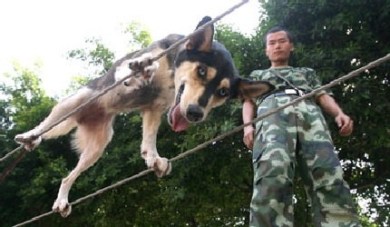 Chó đi thăng bằng trên dây - 1 Các chú chó phải trải qua bài huấn luyện đặc biệt để hỗ trợ cứu nạn