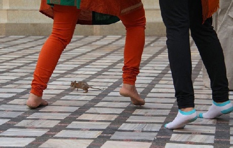 Kỳ lạ ngôi đền thờ… Chuột - 10 Du khách khi vào đền phải bỏ giày dép ở ngoài và tránh không được dẫm chân lên những con chuột