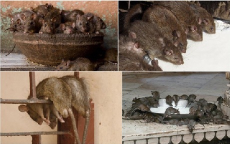 Kỳ lạ ngôi đền thờ… Chuột - 3 Đây mới là những nhân vật chính mang đến sự khác lạ của ngôi đền