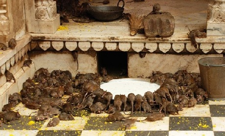 Kỳ lạ ngôi đền thờ… Chuột - 8 Chúng được ăn sữa và đủ các loại hoa quả, thực phẩm khác