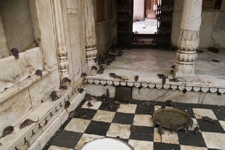 Kỳ lạ ngôi đền thờ… Chuột - 4 Người ta có thể bắt gặp chuột ở khắp mọi nơi trong đền