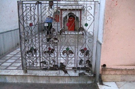 Kỳ lạ ngôi đền thờ… Chuột - 9 Có cả những người sống trong ngôi đền để chăm sóc, bảo vệ kabbas