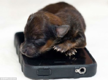 Chú chó tí hon nằm thu lu trên chiếc điện thoại Iphone