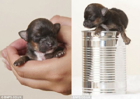 Mini chỉ nặng gần 37gr lúc mới sinh