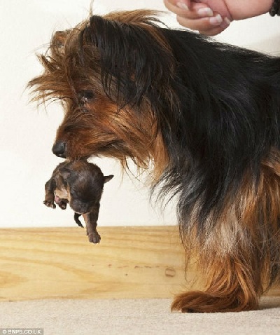 Bị chó mẹ nhấc bổng một cách dễ dàng