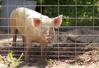 Kinh hoàng heo “xơi tái” lão nông 70 tuổi - 1 Ảnh minh họa