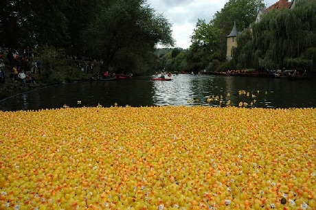 Thú vị cuộc đua “vịt cao su” - 4 Cả khúc sông nhuốm vàng bởi hàng ngàn chú vịt cao su