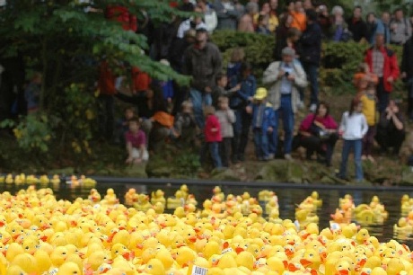 Thú vị cuộc đua “vịt cao su” - 3 Cả khúc sông nhuốm vàng bởi hàng ngàn chú vịt cao su