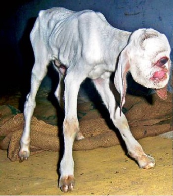 Chú dê kỳ lạ có một mắt của anh Kandasamy