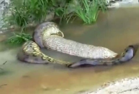 Hãi hùng cảnh trăn nuốt rồi nôn ra cả một con bò