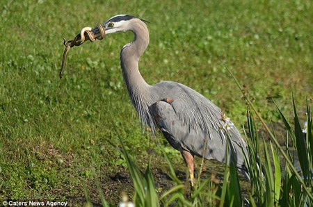 Khoảnh khắc hiếm gặp: Rắn con cuộn chặt mỏ "kẻ săn mồi" - 1 Con rắn tìm mọi cách để không bị ăn thịt