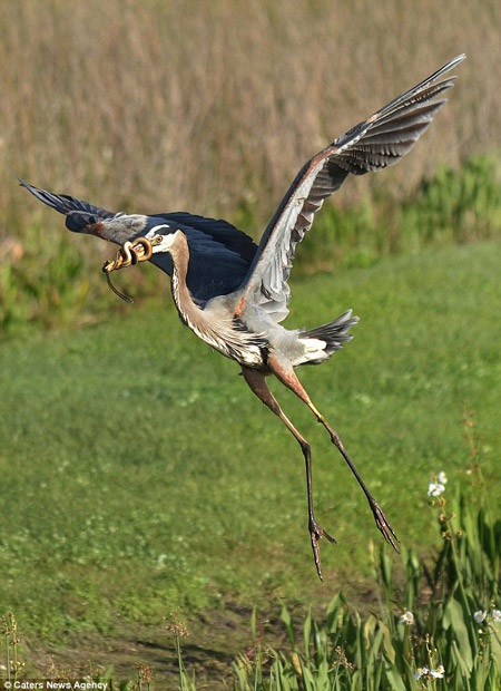 Khoảnh khắc hiếm gặp: Rắn con cuộn chặt mỏ "kẻ săn mồi" - 4 Phải mất tới 15 phút con rắn mới chịu bỏ cuộc và bị con diệc hạ gục