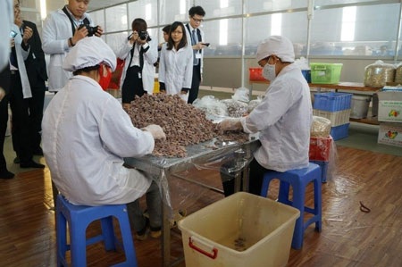 Thăm xưởng sản xuất ô mai Hồng Lam, Hà Nội