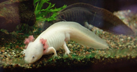 Dân chơi Việt săn “khủng long 6 sừng” quái nhất thế giới