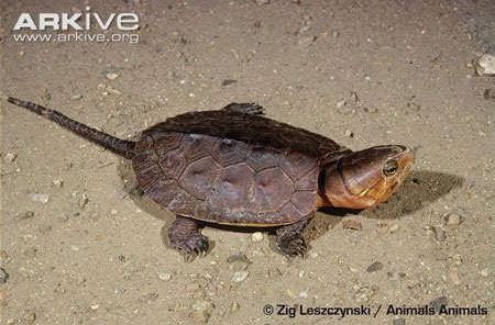 Rùa dị đầu voi đuôi chuột khát máu ở Việt Nam