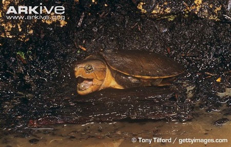 Đây cũng là một loài rùa rất khó nuôi sinh sản trong điều kiện nhân tạo.