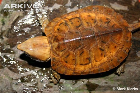 Rùa dị đầu voi đuôi chuột khát máu ở Việt Nam