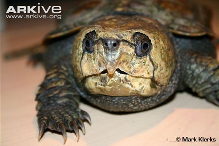 Mang tiếng đầu to nhưng óc chúng rất nhỏ, vì xương sọ rất đặc và dày.