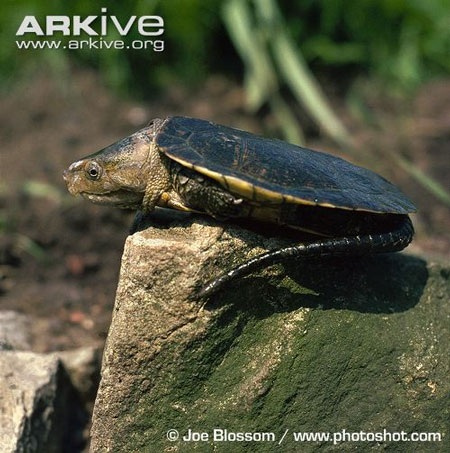 Khi trưởng thành rùa có thể đạt kích thước mai khoảng 20 cm.