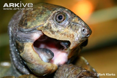 Khi trưởng thành rùa có thể đạt kích thước mai khoảng 20 cm.