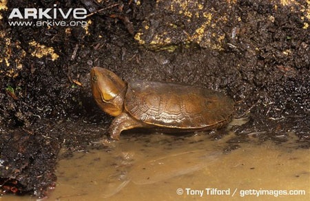 Chiếc mỏ vẹt cực khỏe của chúng có thể cắt đứt đôi người một chú cá chỉ bằng một cú đớp.