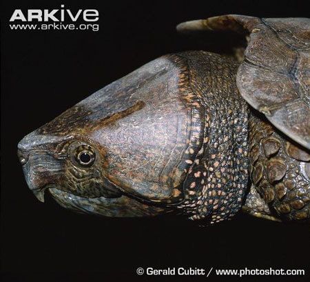 Đây cũng là một loài rùa rất khó nuôi sinh sản trong điều kiện nhân tạo.