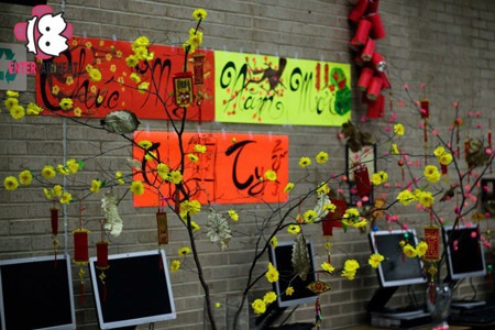 Mai thắm mang Tết về. Ảnh -