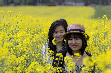 Du học sinh Việt “khoe sắc” cùng “ngọn đồi cải vàng” - 14 Hậu Nguyễn