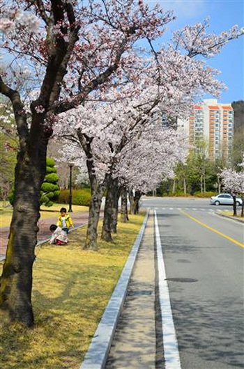Hoa anh đào nở rực rỡ trên những con đường tại POSTECH