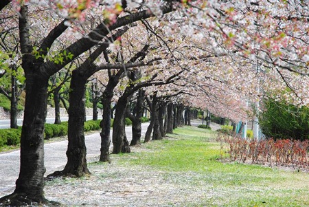 Hoa anh đào nở rực rỡ trên những con đường tại POSTECH