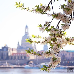 Dresden xuân đầy nắng. Tác giả: 
