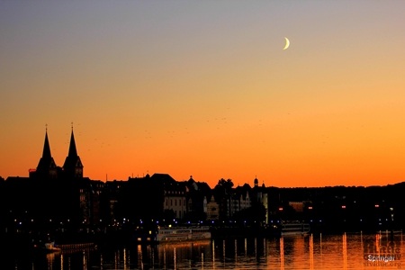 Sắc tím Crocus – một hình ảnh rất quen thuộc của loài hoa báo xuân Châu Âu. Tác giả: 