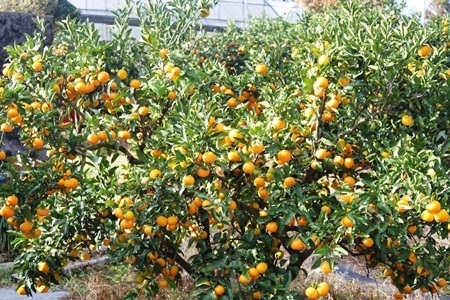 Những vườn quýt trĩu quả gợi nhớ quất ngày Tết ở Việt Nam