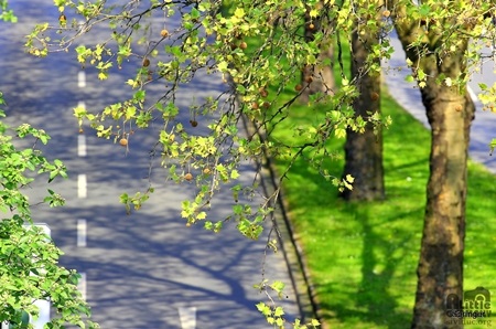 “Soi bóng”, Magdeburg. Tác giả 