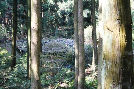 Khu mộ cổ trong rừng tùng cổ thụ