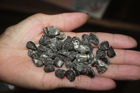 Hạt dổi được ví là vàng đen vì rất hiếm, 1kg hạt dổi có giá 2 triệu đồng