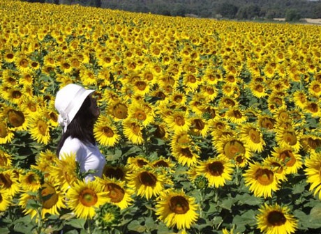 Hoa hướng dương: Modele: Lan Tử Viên, Photographe: Tâm Ngọc