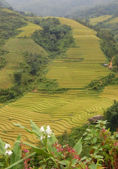 Ba danh thắng Sa Pa được đề cử kỷ lục Việt Nam - 1 Ba danh thắng Sa Pa được đề cử kỷ lục Việt Nam