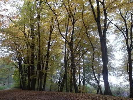 Mùa thu trong những khu rừng ở Ba Lan