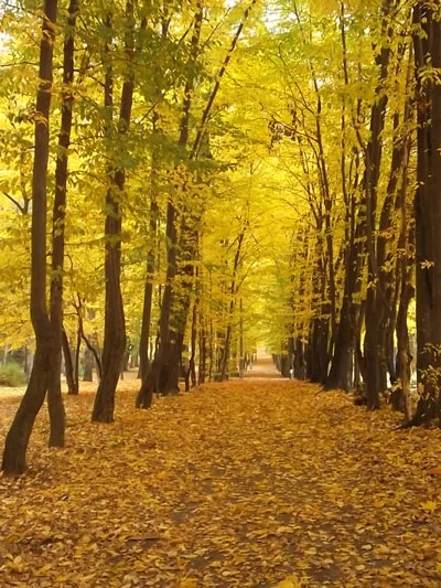 Con đường lá vàng tại Kotorwo Campus