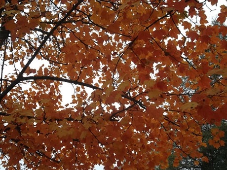 Cây rợp lá vàng trong công viên Olsztyn