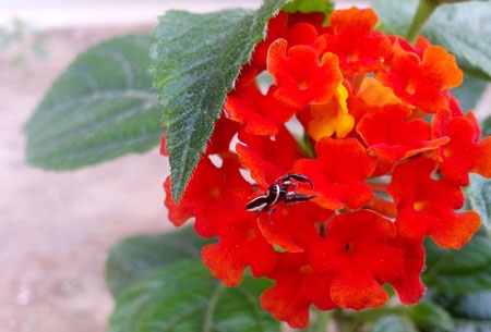 Ảnh chụp thực tế từ camera trước 8MP của Zio S4 với màu sắc chân thực