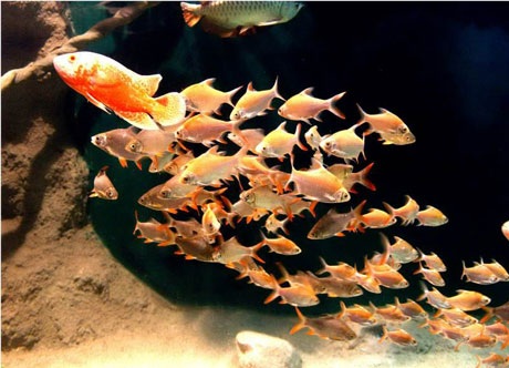 “Thám hiểm” đại dương giữa lòng Hà Nội - 1 “Thám hiểm” đại dương giữa lòng Hà Nội