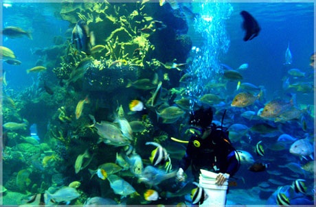 “Thám hiểm” đại dương giữa lòng Hà Nội - 3 “Thám hiểm” đại dương giữa lòng Hà Nội